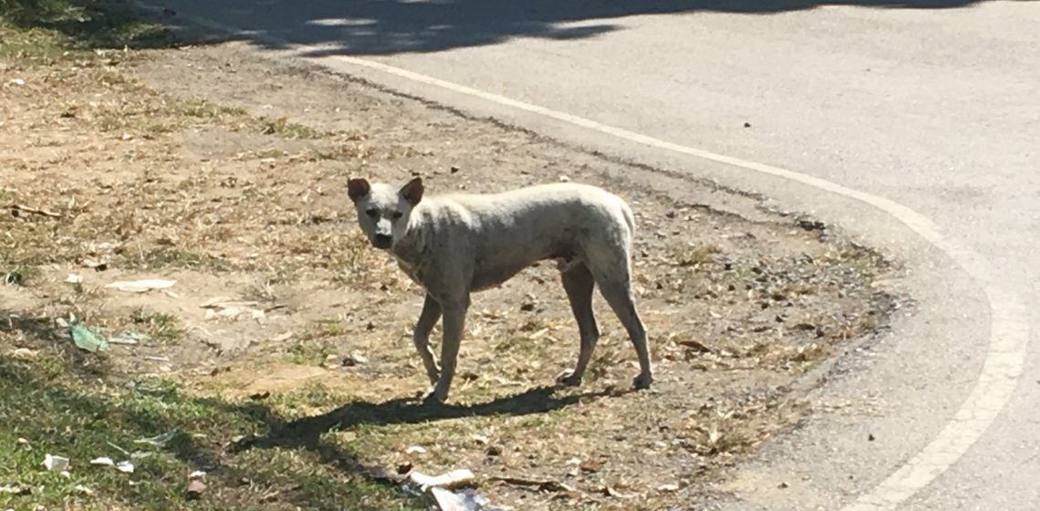 Soi Dog Thailand