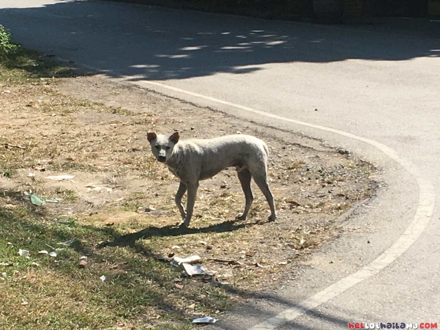 Soi Dog Thailand